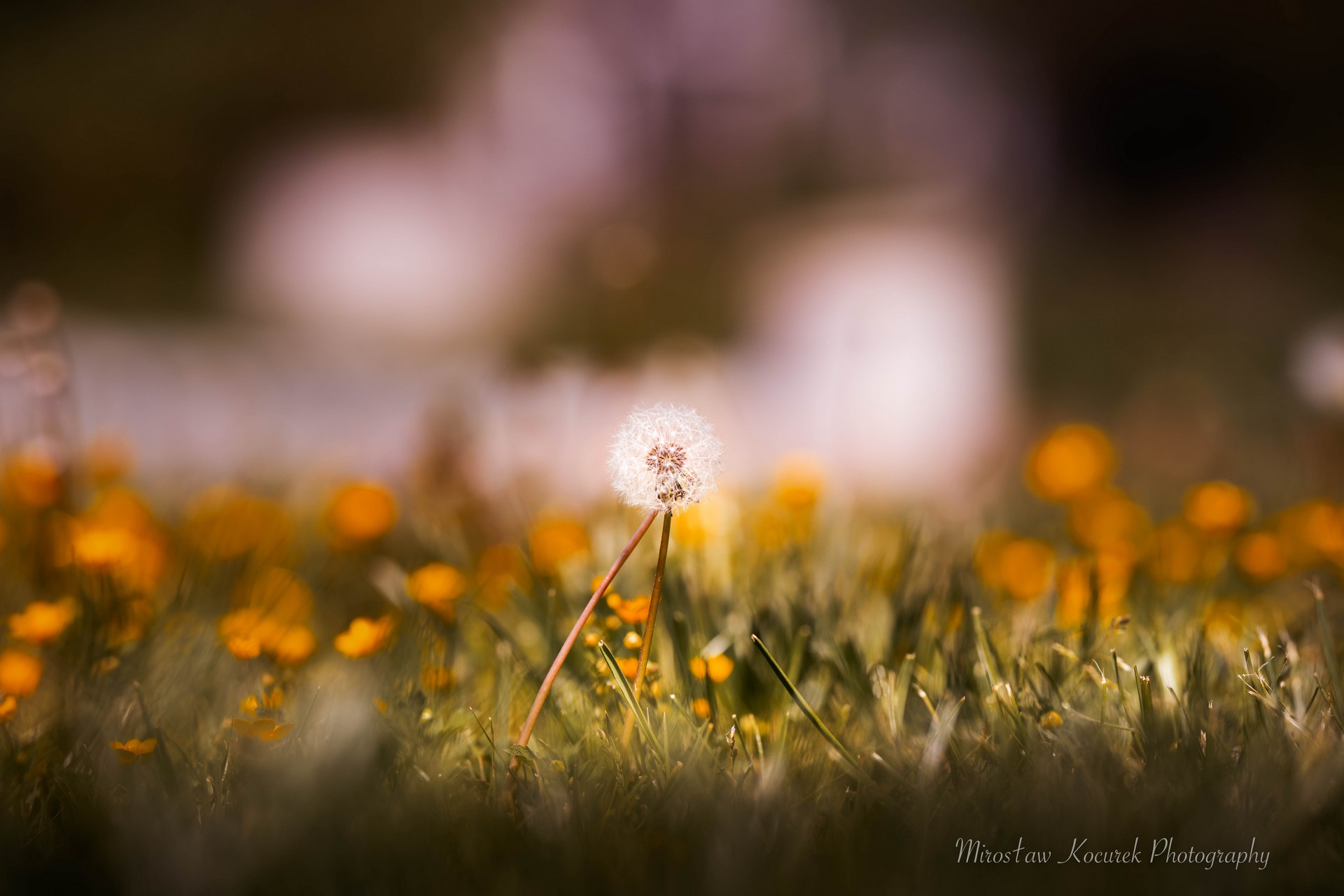 Galeria00060